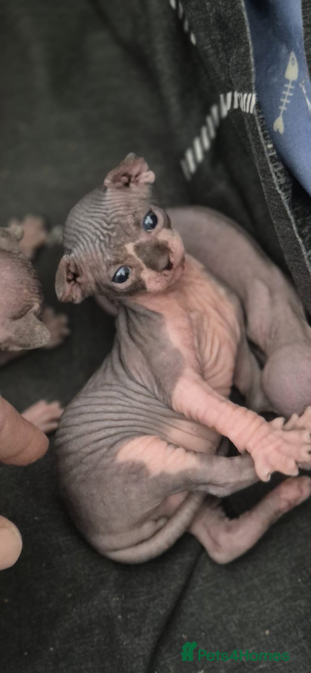 Sphynx cats for sale: 3 beautiful sphynx kittens  - Image 21