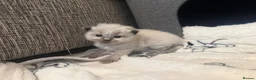 Ragdoll cats for sale: 🐾Last 2 Male Ragdolls 🐾 - Advert 19