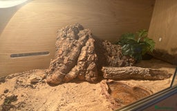 Bearded Dragon reptiles for sale: Bearded dragon and vivarium - Image 3