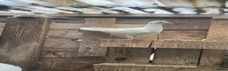 Pigeons birds for sale: WHITE RACING PIGEON  - Advert 14