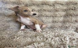 Italian Greyhound dogs for sale: 3/4 Italian greyhound puppies - Image 7