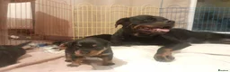 Rottweiler dogs for sale: German rottweiler pups now ready  - Advert 4