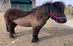 Shetland pony horses for sale: Rising 3 year old Stallion Miniature Shetland  - Image 3