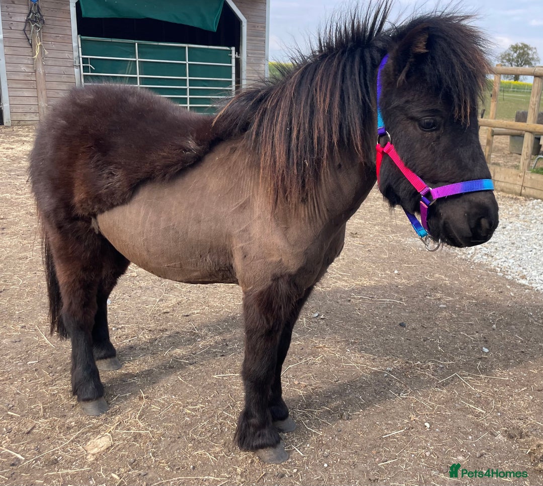 Shetland pony horses for sale: Rising 3 year old Stallion Miniature Shetland  - Image 3