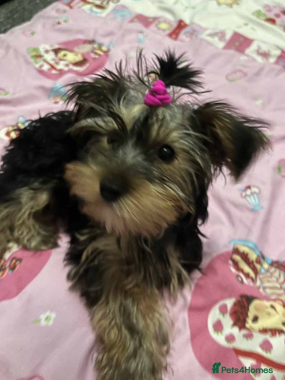 Yorkshire Terrier dogs for sale: Adorable Yorkshire Terrier girl puppies  - Image 4