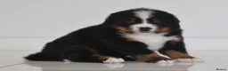 Bernese Mountain Dog dogs for sale: KC REGISTERED BERNEESE PUPPIES  - Advert 17