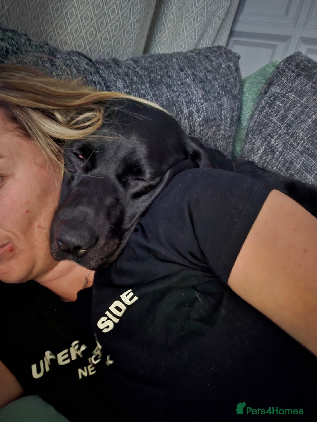 Labrador Retriever dogs for sale: Gorgeous lab indi - Advert 6