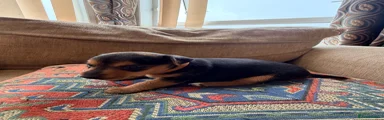 Jack Russell 2 - brown collar 