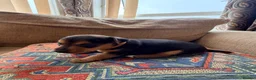 Jack Russell dogs for sale: Stunning Jack Russell pups  - Advert 3