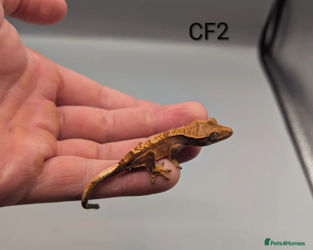 Gecko reptiles for sale: Red Flame Crested Gecko CB25  - Advert 2