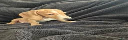 Miniature Dachshund dogs for sale: LAST 3x Dachshund boys ready NOW fully vacs - Advert 17