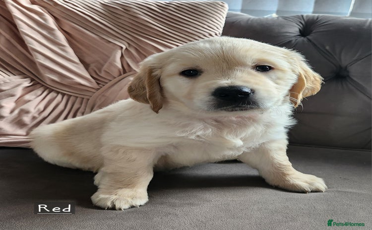 Golden Retriever dogs - Advert 1
