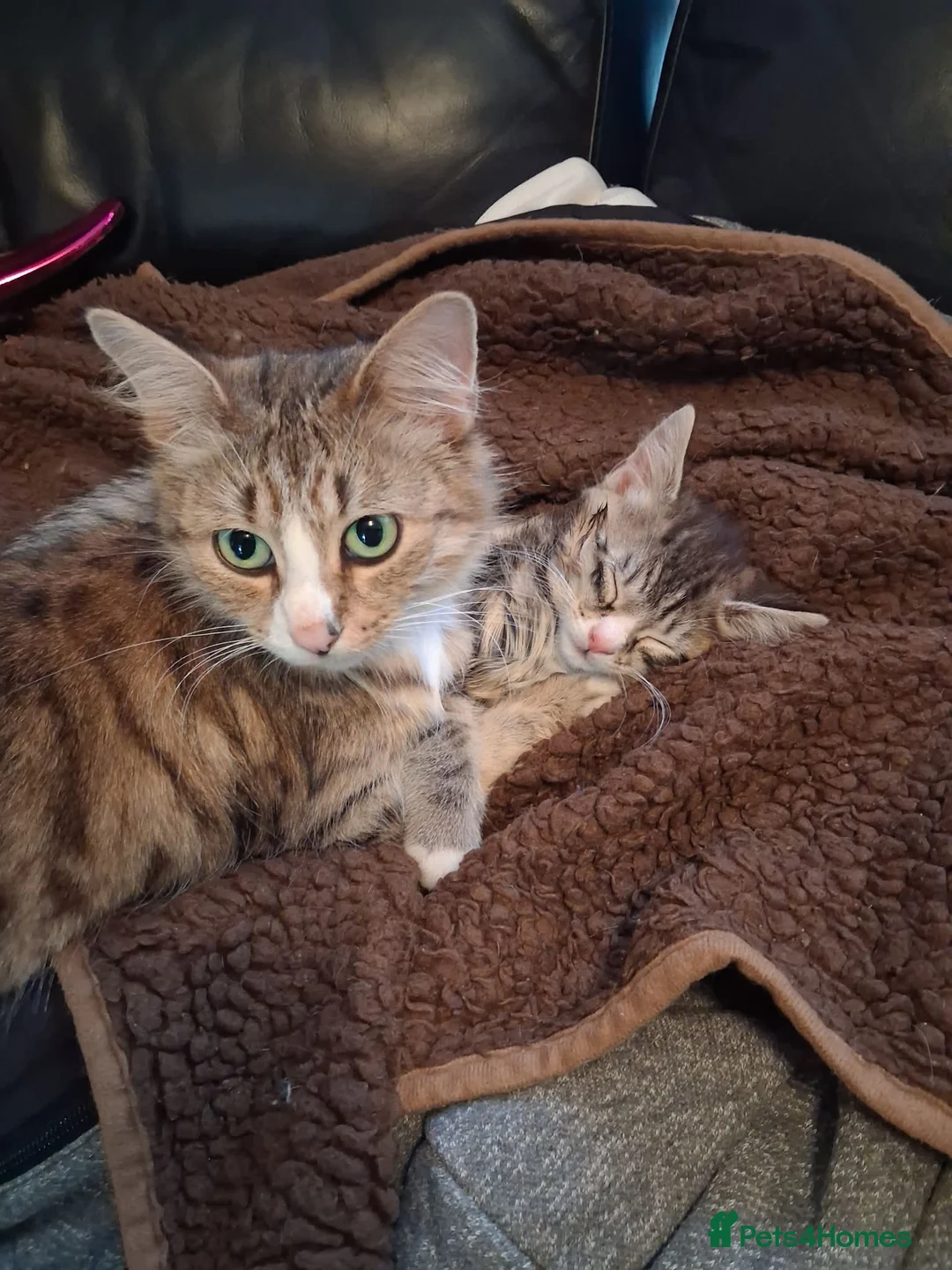 Mixed Breed cats for sale: Male kitten  in Cowdenbeath - Advert 1