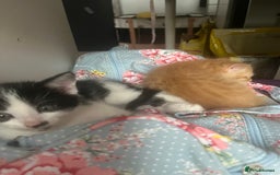 Mixed Breed cats for sale: 3 mixed male kittens for sale - Image 14