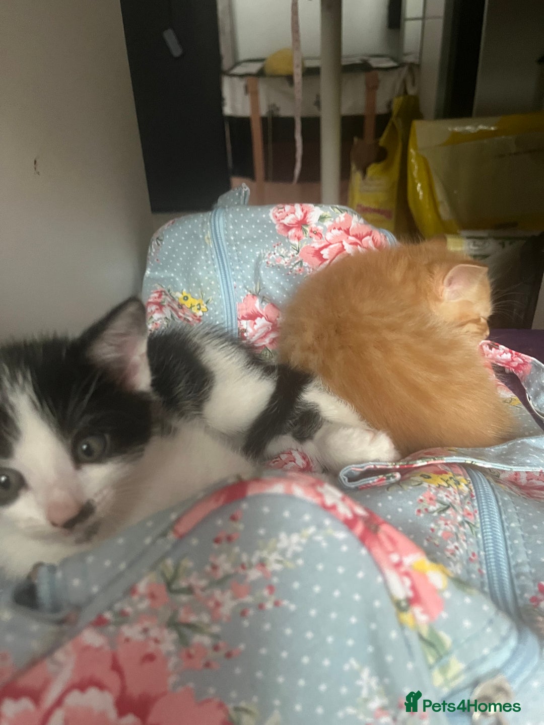 Mixed Breed cats for sale: 3 mixed male kittens for sale - Image 14