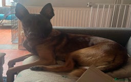 Belgian Shepherd Dog dogs for sale: Bandit looking for a loving home  - Image 1