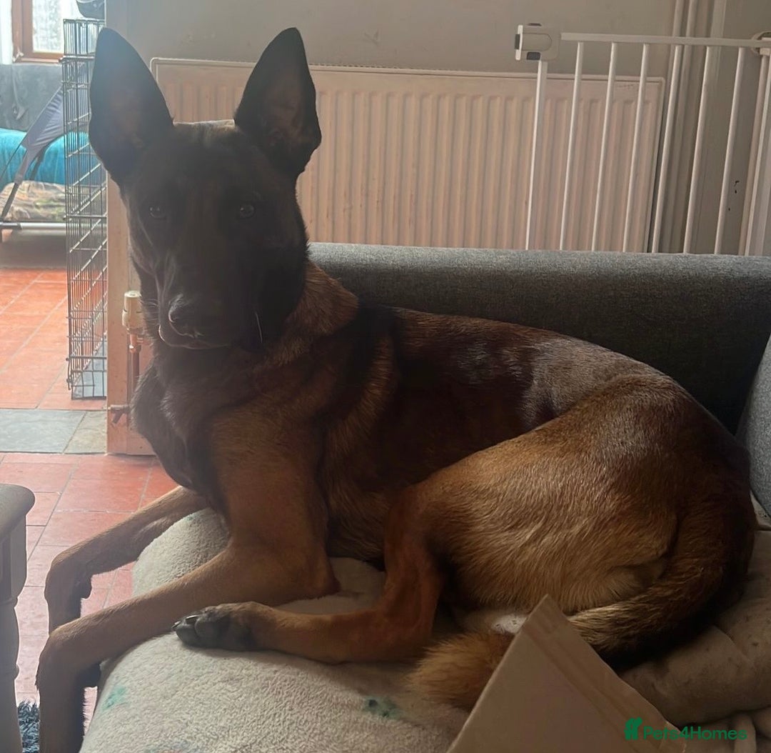 Belgian Shepherd Dog dogs for sale: Bandit looking for a loving home  - Image 1