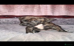 Staffordshire Bull Terrier dogs for sale: READY 7TH NOVEMBER ⭐️ 🐶 2 left ⭐️ staff pups  - Image 24