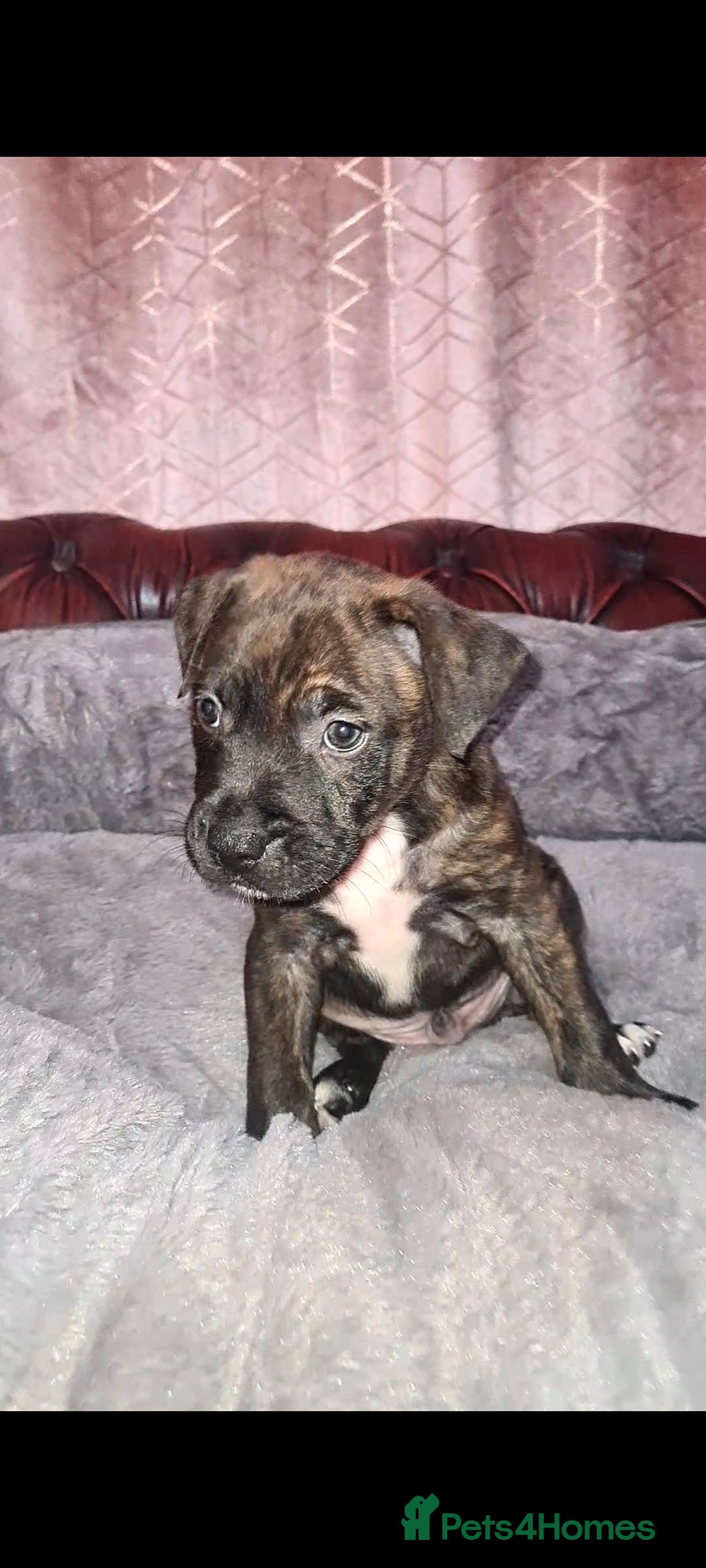 Staffordshire Bull Terrier dogs for sale: READY 7TH NOVEMBER ⭐️ 🐶 2 left ⭐️ staff pups  - Image 24