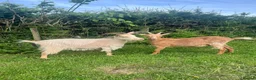 Goats livestock for sale: 3 golden guernsey cross girls in Pencader - Advert 3
