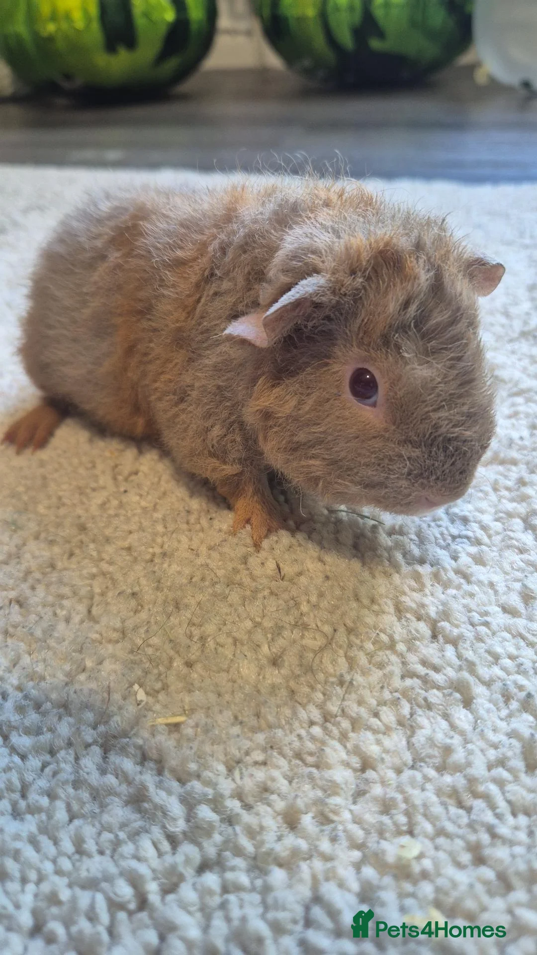 Guinea Pig rodents for sale: Male teddy guinea pigs  - Advert 2