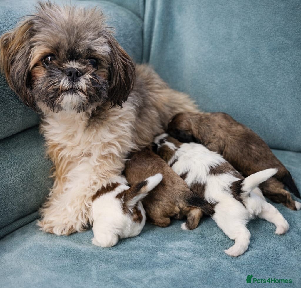 Shih Tzu dogs 🐾❤️ Stunning Shih Tzu puppies - Advert 1