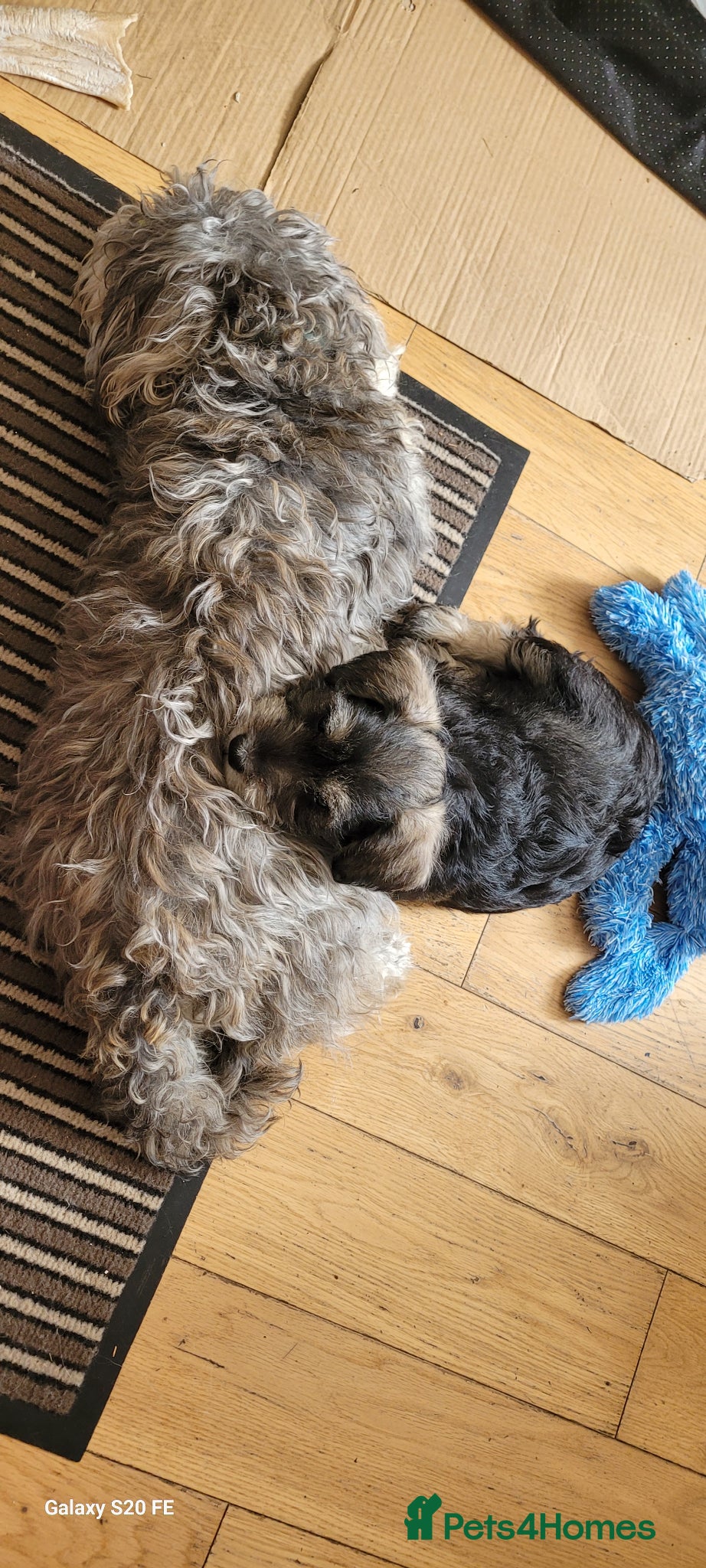 Schnoodle dogs LAST One, Very Handsome Schnoodle SchnauzerXpoodle - Advert 2