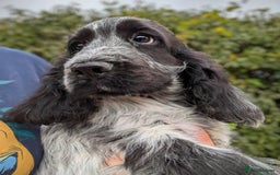 Cocker Spaniel dogs for sale: Beautiful Light Blue Show Pups Available! - Image 4