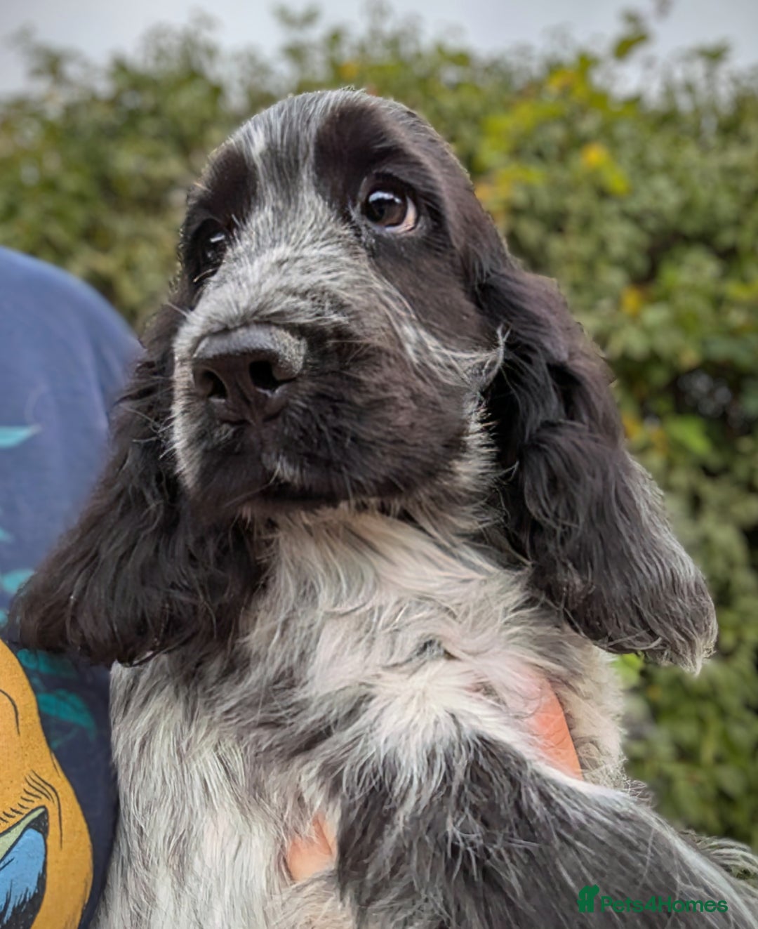 Cocker Spaniel dogs for sale: Beautiful Light Blue Show Pups Available! - Image 4