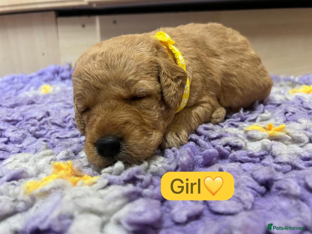 Labradoodle dogs for sale: Gorgeous labradoodle puppies - Advert 11