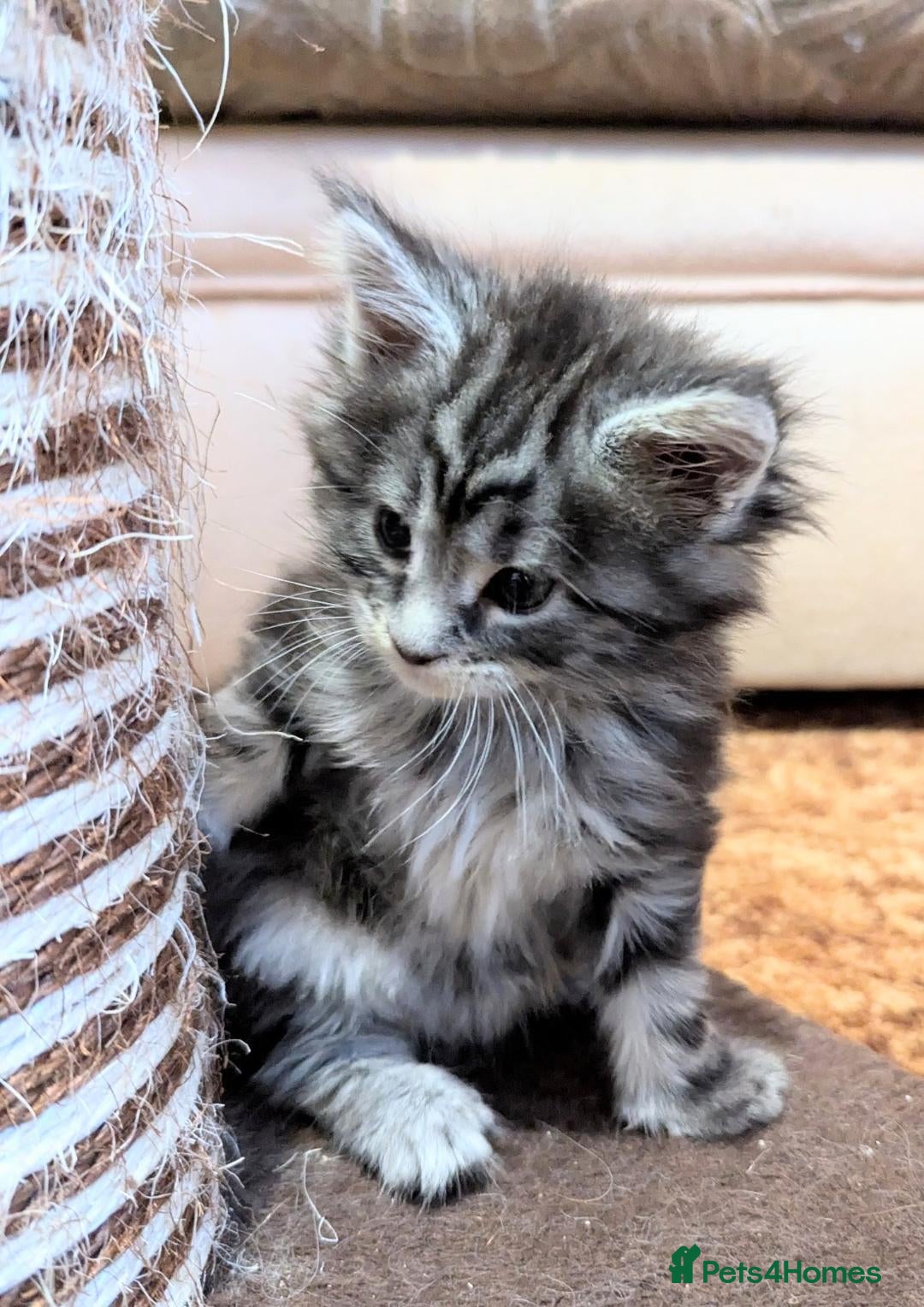 Maine Coon cats for sale: 🎄3 Purebred Maine Coon Girls – Ready 23 Dec 🎄 - Advert 7