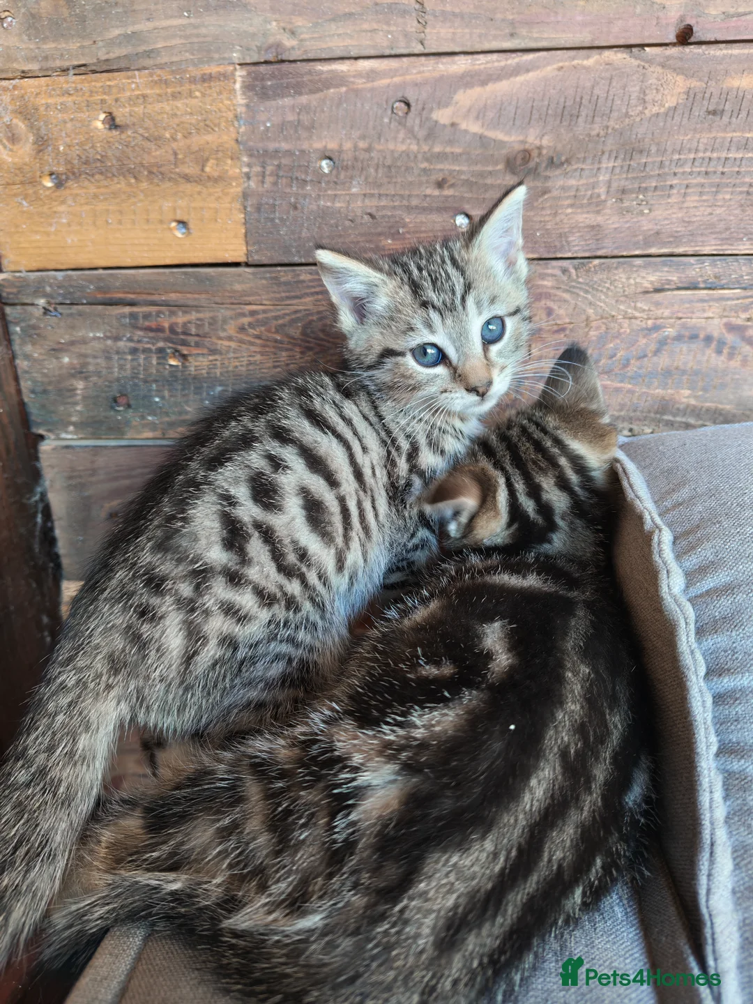 Mixed Breed cats for sale: Four kittens  - Advert 14