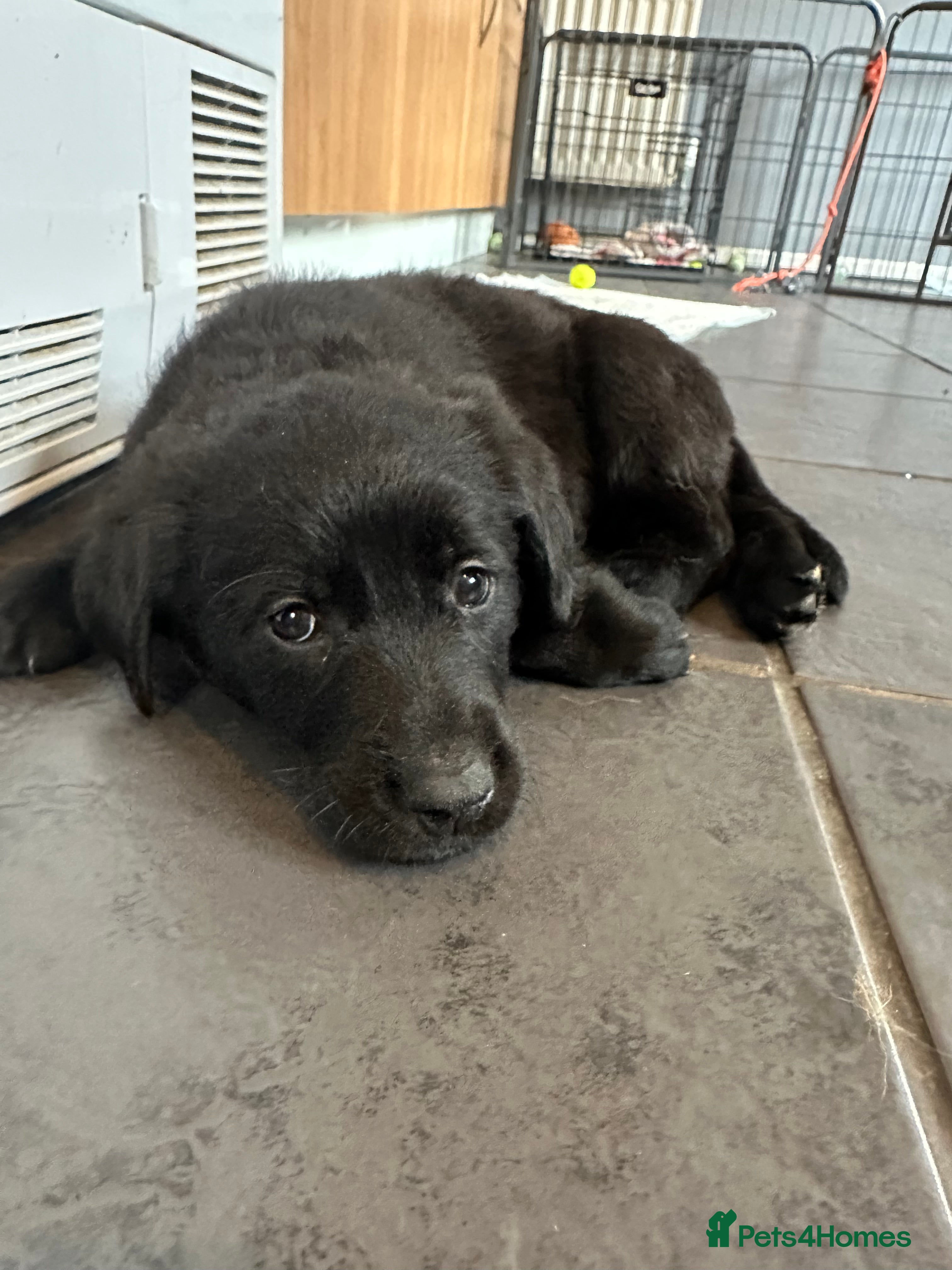 Golden Shepherd dogs Golden Shepherd Puppies ready to leave 5th May🌸🐾 - Advert 2