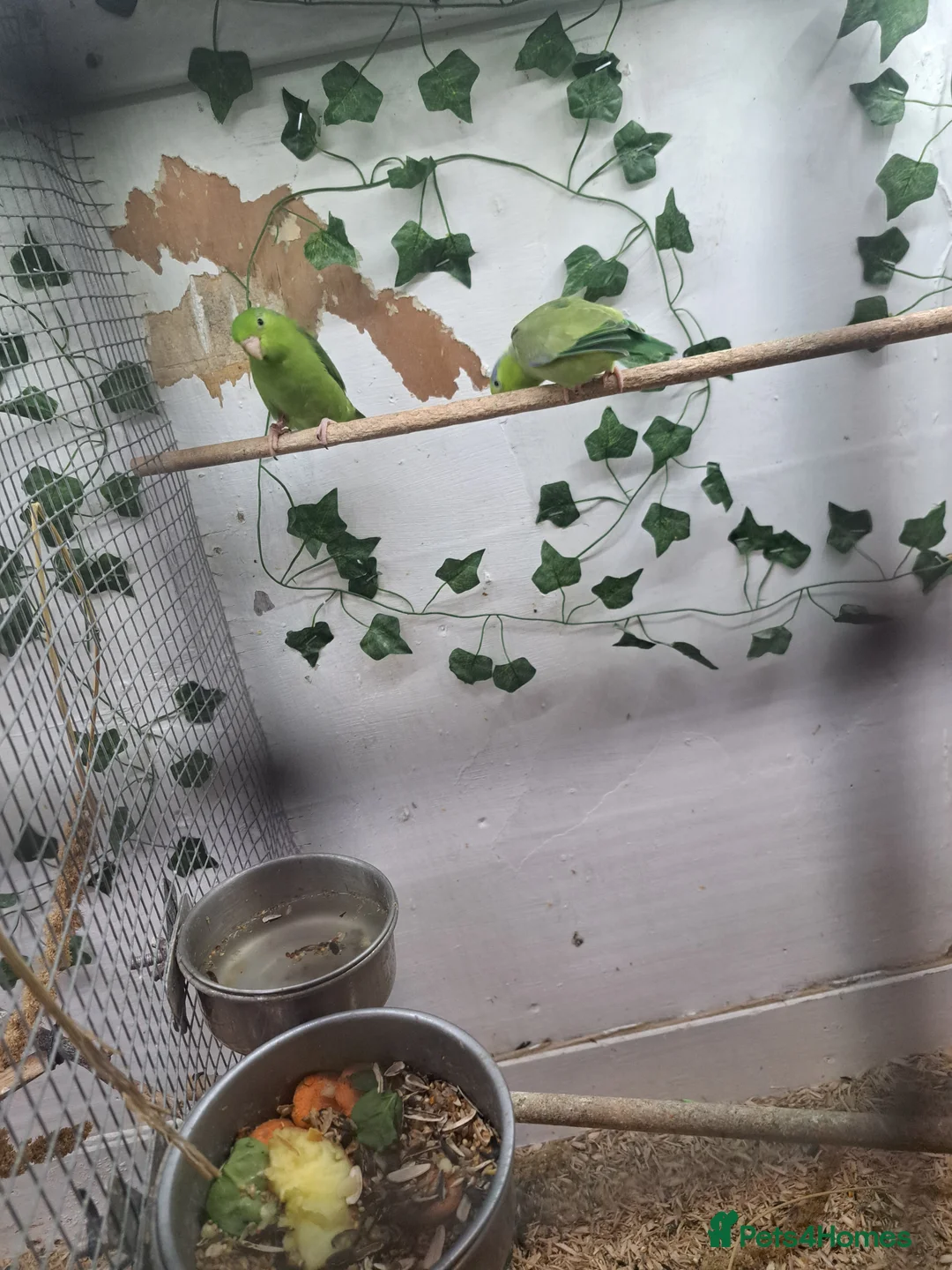 Parakeets birds for sale: 2 young parrolets  - Advert 3