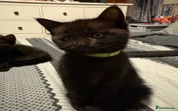 Bengal cats for sale: 3 female Bengal cross kittens  - Image 4