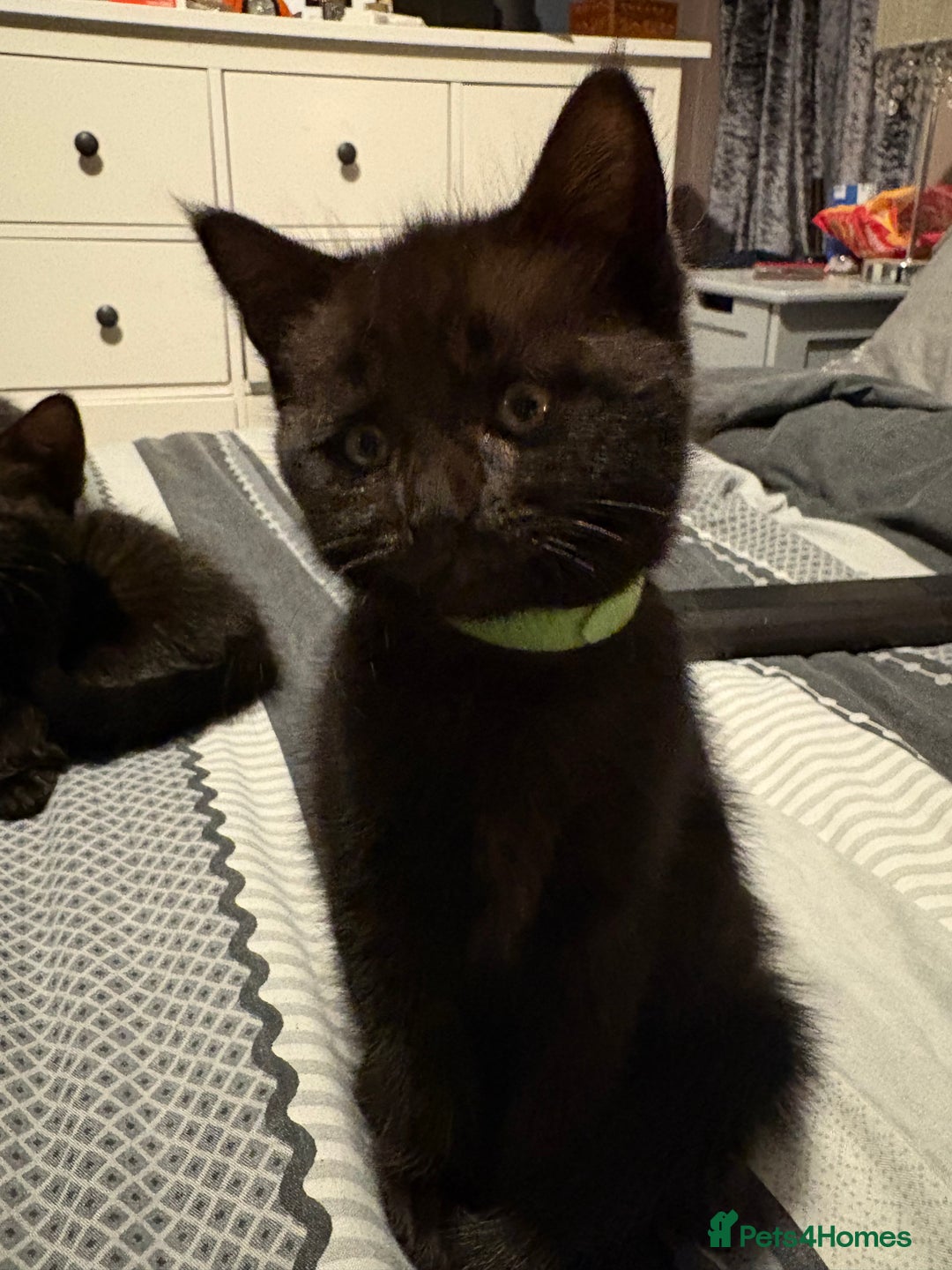 Bengal cats for sale: 3 female Bengal cross kittens  - Image 4