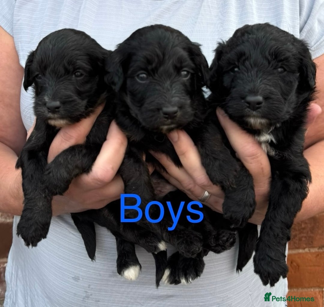 Bordoodle dogs for sale: Miniature Bordoodles  - Image 5