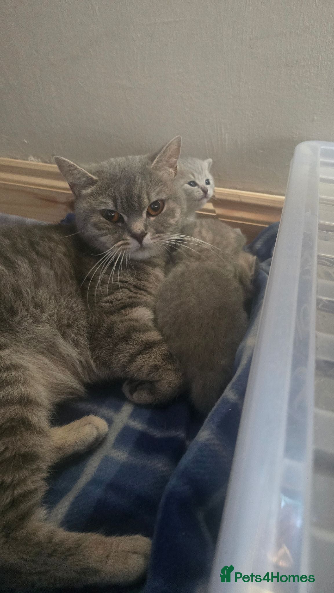 British Shorthair cats Beautiful little of BSH  - Advert 2