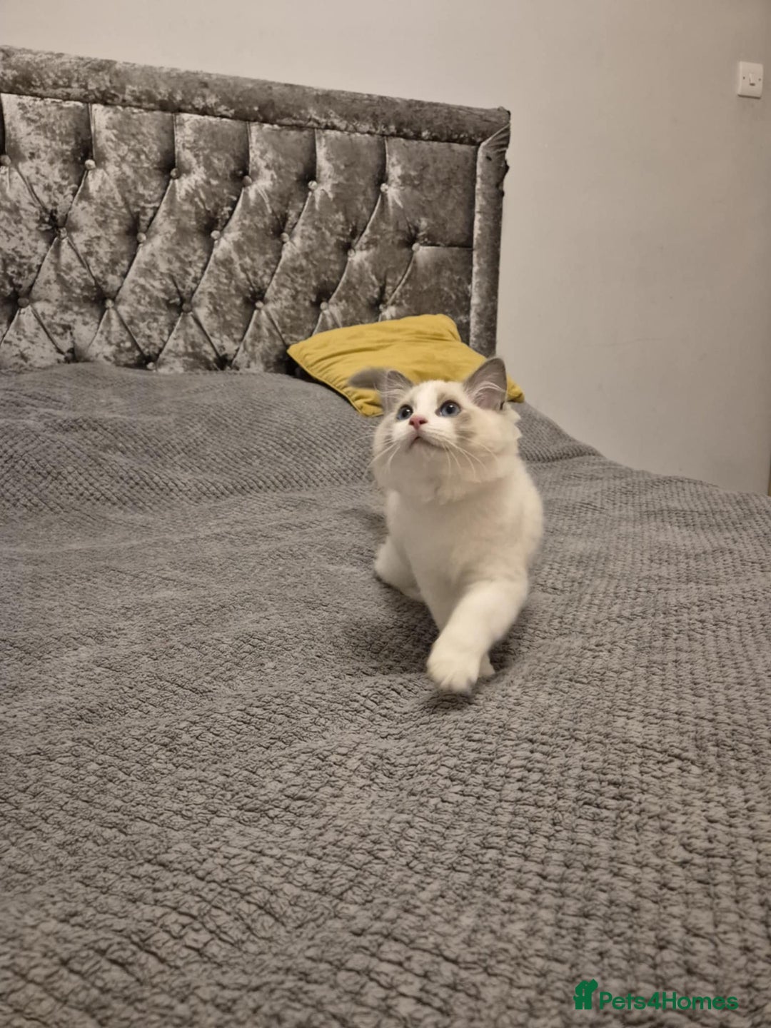 Ragdoll cats for sale: 1 Male Tica Registered Available. Ready Now - Advert 18