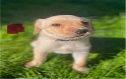 Labrador Retriever dogs for sale: 3 Beautiful female Labradors ready to leave❤️ - Image 3