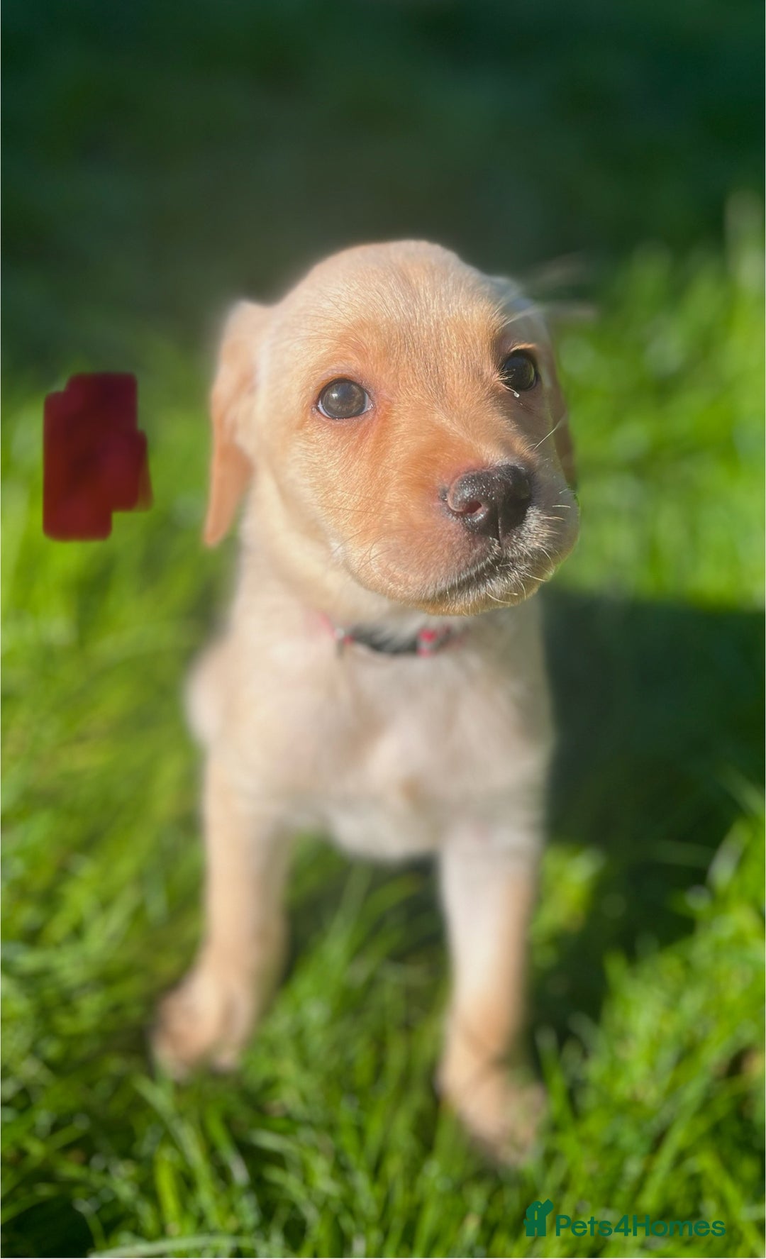 Labrador Retriever dogs for sale: 3 Beautiful female Labradors ready to leave❤️ - Image 3