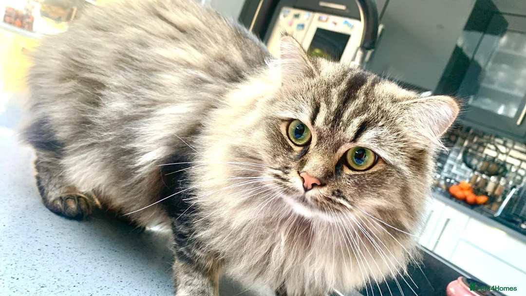 Persian cats for stud: Beautiful Brown/golden Ragdoll/Persian for STUD in Birmingham - Advert 3