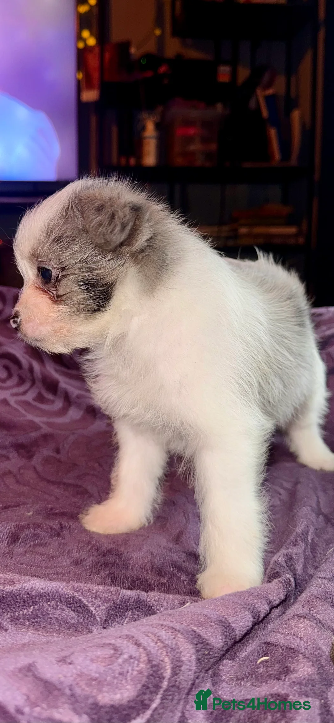 Mixed Breed dogs for sale: Maltipoo babies ready now..  - Advert 4