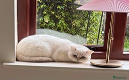 British Shorthair cats for sale: Princess needs a new home - Image 2