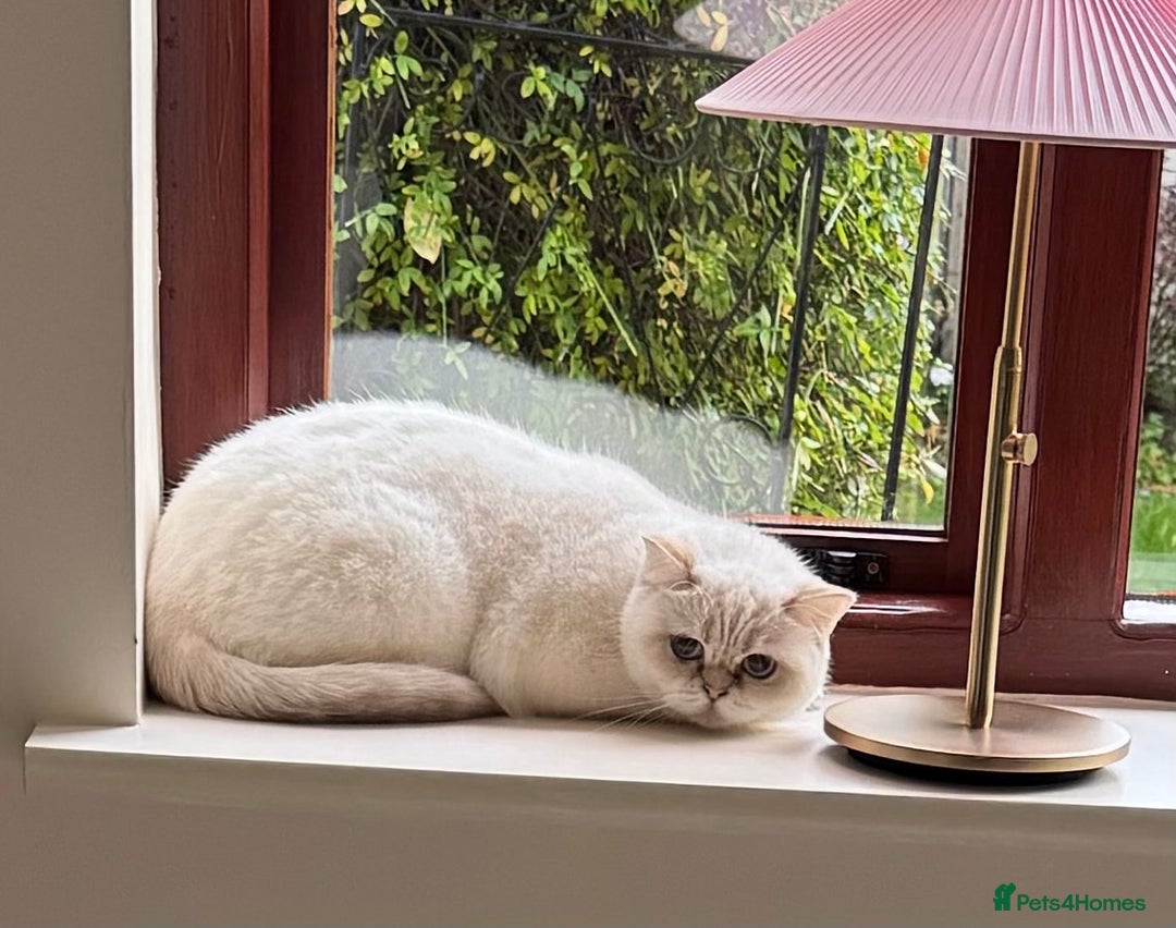 British Shorthair cats for sale: Princess needs a new home - Image 2