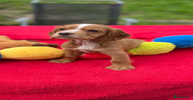Cocker Spaniel dogs - Advert 1