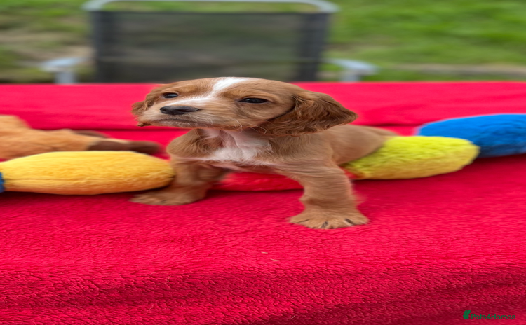 Cocker Spaniel dogs - Advert 1