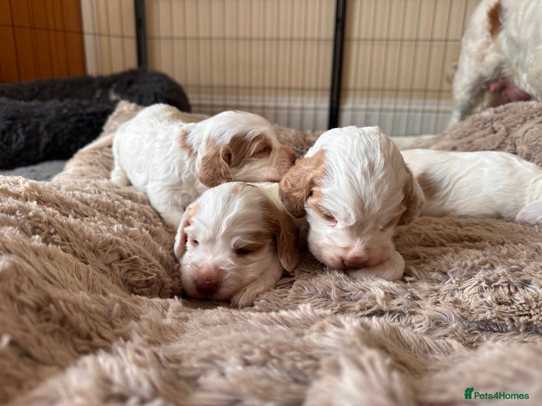 Clumber Spaniel dogs for sale: Clumber Spaniel Hybrid - Image 3