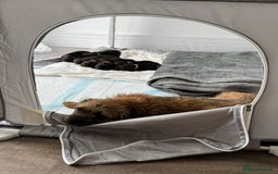 Border Terrier dogs for sale: Border Terrier Puppies (ready 22 Oct 2025) - Image 2