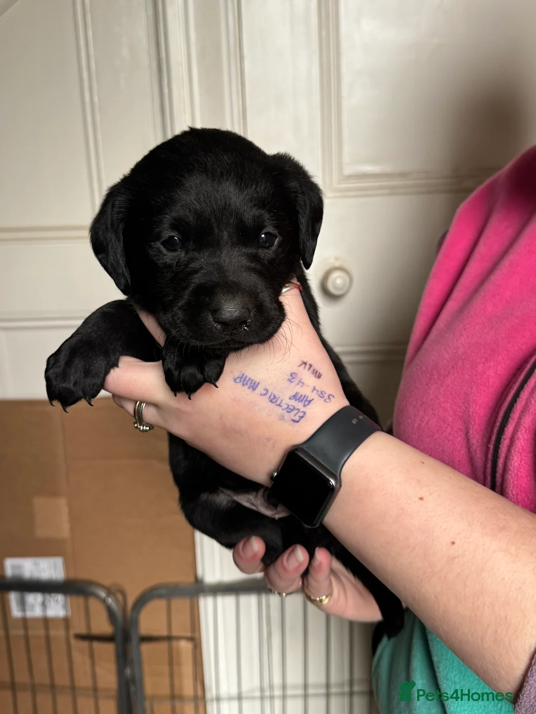 Labrador Retriever dogs for sale: 3 BOYS LEFT  - Advert 5